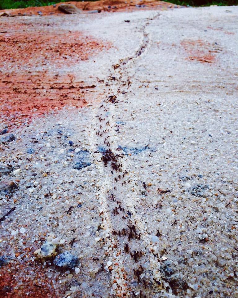 21105809_300504647084626_6431130558189767875_n